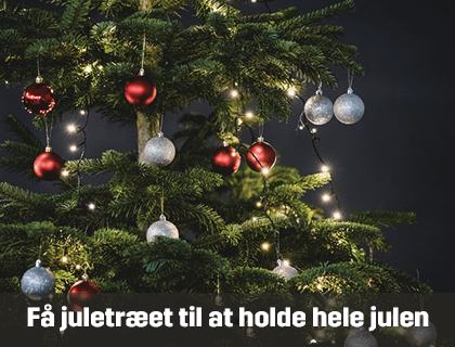Få juletræet til at holde sig hele julen igennem | Byggmax Få juletræet til at holde sig hele julen igennem | Byggmax