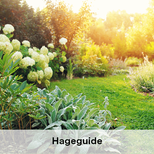 Hageguide | Byggmax Hageguide | Byggmax