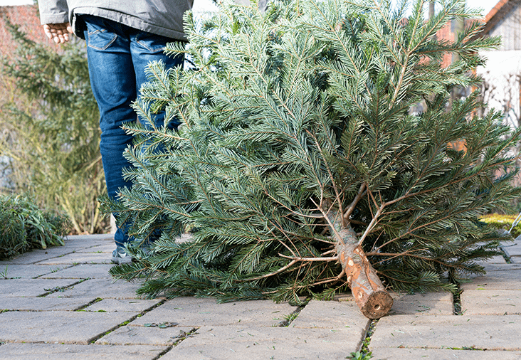 Så återvinner du din julgran | Byggmax Så återvinner du din julgran | Byggmax