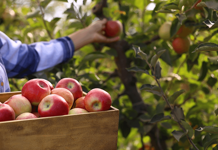 Ta hand om tr&auml;dg&aring;rdens frukter | Byggmax