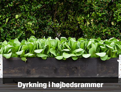 Dyrkning i højbedsrammer er perfekt til nybegynderen | Byggmax Dyrkning i højbedsrammer er perfekt til nybegynderen | Byggmax