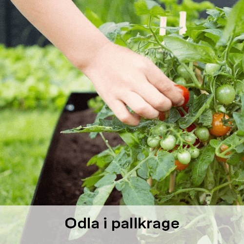Odla i pallkrage | Byggmax Odla i pallkrage | Byggmax