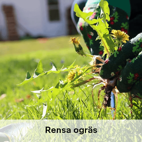 Rensa ogräs | Byggmax Rensa ogräs | Byggmax