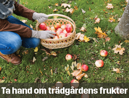Ta hand om trädgårdens frukter | Byggmax Ta hand om trädgårdens frukter | Byggmax